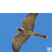 گونه پیغو Levant Sparrowhawk